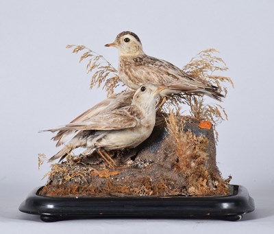 Lot 90 - Taxidermy: A Late Victorian Pair of Eurasian...