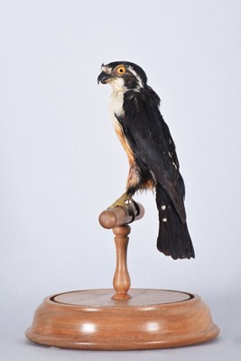 Lot 62 - Taxidermy: A Victorian Black-thighed Falconet...