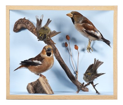 Lot 2 - Taxidermy: A Cased Pair of Hawfinches and...
