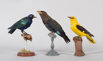 Lot 28 - Taxidermy: A Golden Oriole, Purple Glossy...