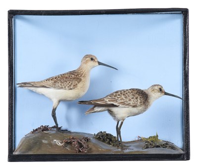 Lot 48 - Taxidermy: A Cased Pair of Curlew Sandpipers...