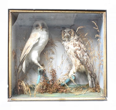 Lot 1255 - Taxidermy: A Late Victorian Cased Barn Owl and...