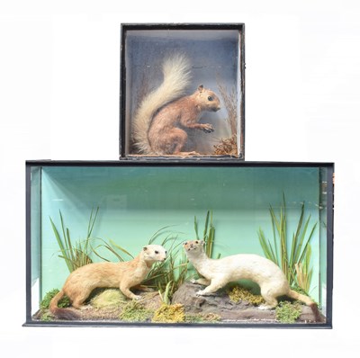 Lot 1247 - Taxidermy: A Cased Pair of European Stoats and...