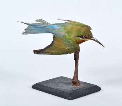 Lot 34 - Taxidermy: A Blue-cheeked Bee-eater (Merops...