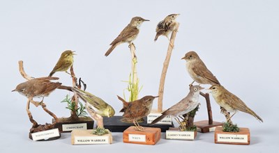 Lot 33 - Taxidermy: A Group of British Garden and...