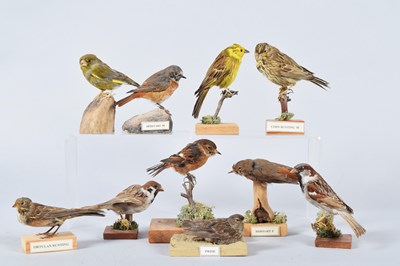Lot 7 - Taxidermy: A Group of British Garden and...