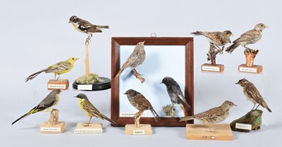 Lot 56 - Taxidermy: A Group of British Garden and...
