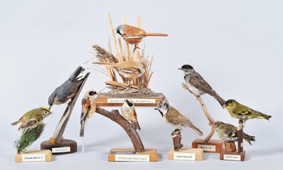 Lot 110 - Taxidermy: A Group of British Garden and...