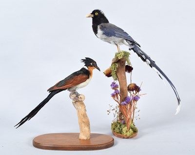 Lot 58 - Taxidermy: A Chestnut-Winged Cuckoo and a...