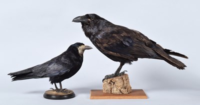Lot 104 - Taxidermy: A Common Raven and Rook, modern, a...