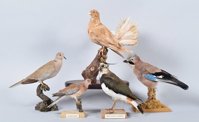 Lot 101 - Taxidermy: A Collared Dove, Laughing Dove, Jay,...