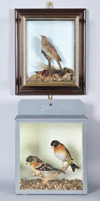 Lot 6 - Taxideremy: A Wall Cased Wryneck and a Cased...