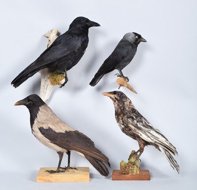 Lot 109 - Taxidermy: A Group of Corvids, modern, to...