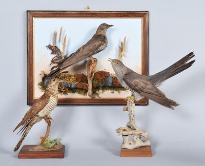 Lot 76 - Taxidermy: A Group of European Common Cuckoos...
