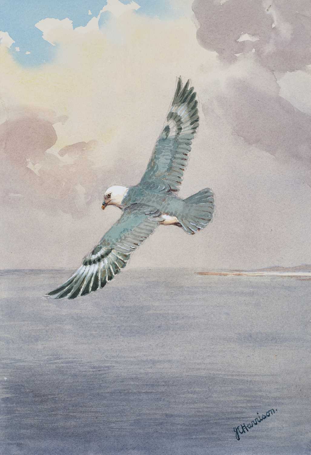 Lot 1027 - John Cyril Harrison (1898-1985) Fulmar in...