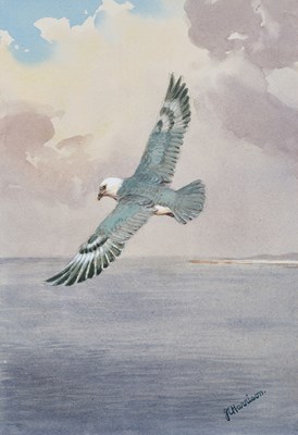 Lot 1027 - John Cyril Harrison (1898-1985) Fulmar in...