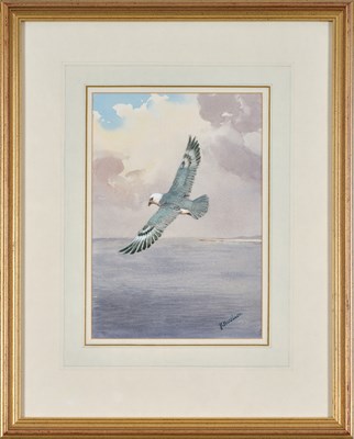 Lot 1027 - John Cyril Harrison (1898-1985) Fulmar in...