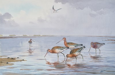 Lot 1032 - John Cyril Harrison (1898-1985) "Black-tailed...