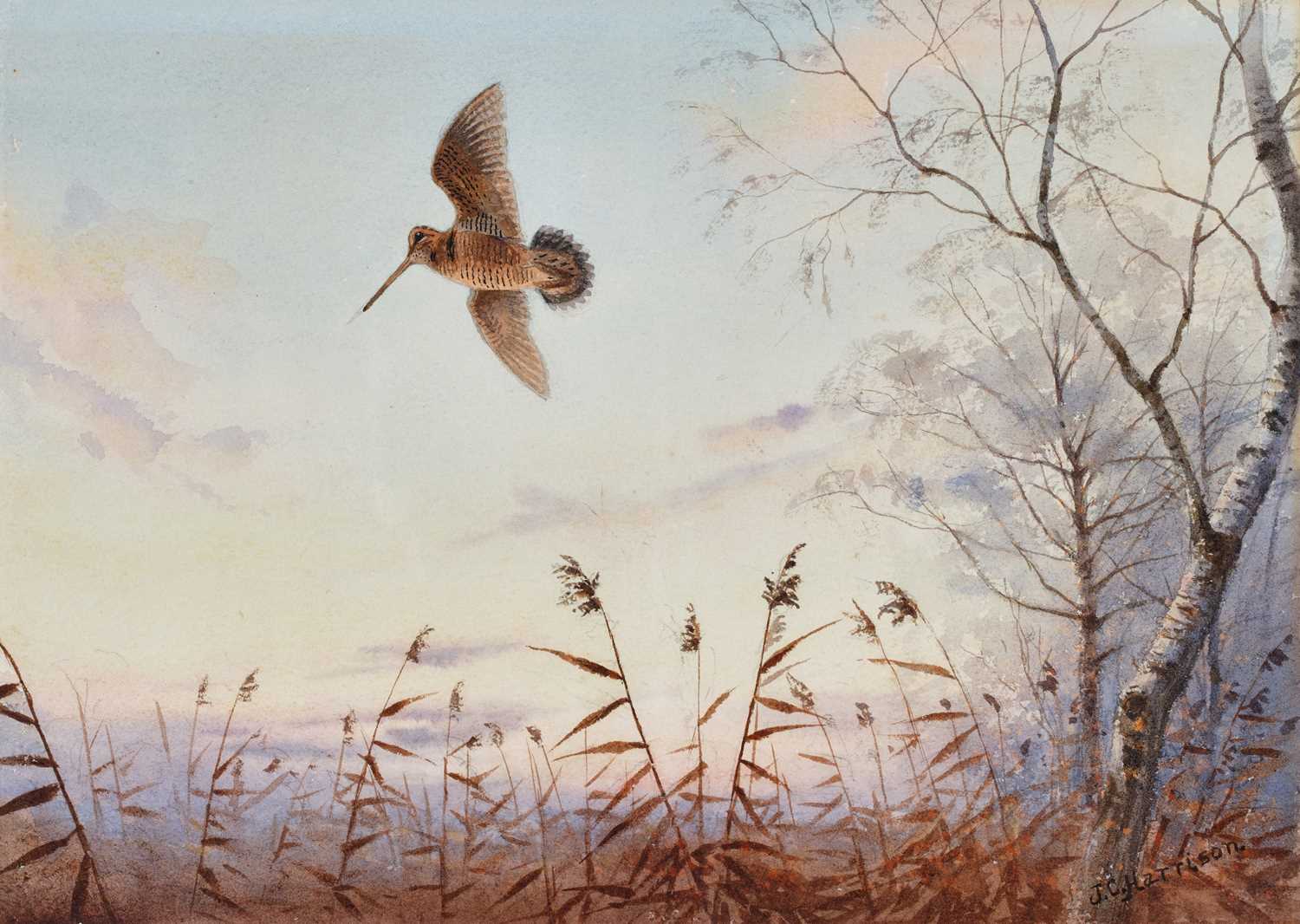 Lot 1030 - John Cyril Harrison (1898-1985) "Woodcock,...