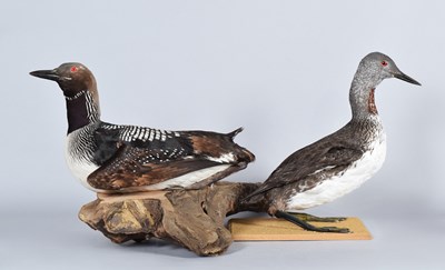 Lot 137 - Taxidermy: Black-throated Diver and...