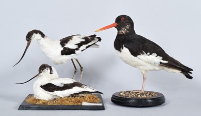 Lot 36 - Taxidermy: A Pair of Pied Avocets and an...