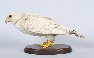Lot 11 - Taxidermy: A Late Victorian Gyrfalcon (Falco...