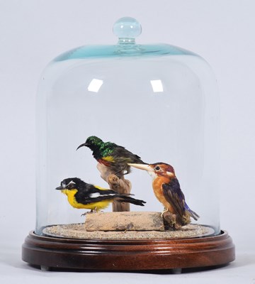 Lot 119 - Taxidermy: A Yellow-rumped Flycatcher, Pygmy...