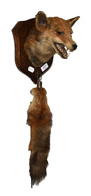 Lot 413 - Taxidermy: European Red Fox Mask and Brush...
