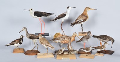 Lot 133 - Taxidermy: A Group of Wading & Estuary Birds,...