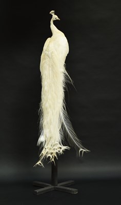 Lot 39 - Taxidermy: White Indian Peacock (Pavo...