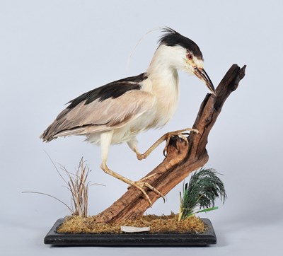 Lot 68 - Taxidermy: Black-Crowned Night Heron...