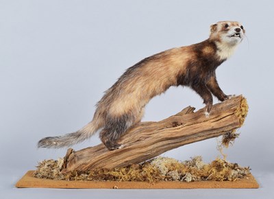 Lot 18 - Taxidermy: European Polecat (Mustela putorius),...