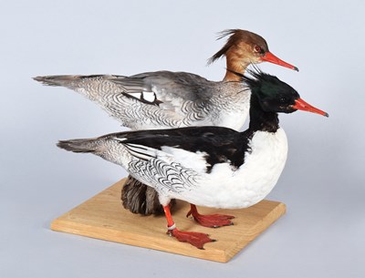 Lot 148 - Taxidermy: A Pair of Rare Scaley-sided...