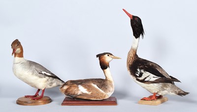 Lot 41 - Taxidermy: A Red-breasted Merganser, Common...