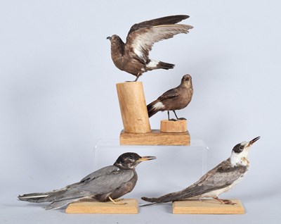 Lot 25 - Taxidermy: A Pair of Leach's Storm Petrels and...