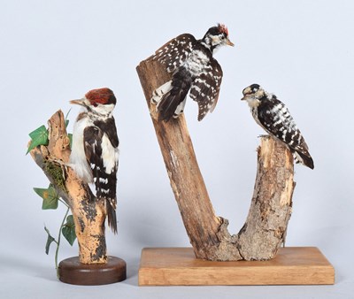 Lot 30 - Taxidermy: A Pair of Lesser Spotted...
