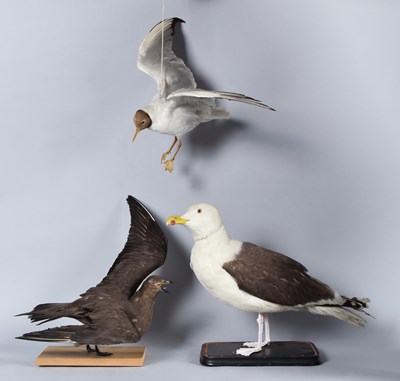 Lot 121 - Taxidermy: An Arctic Skua, Great Black-backed...
