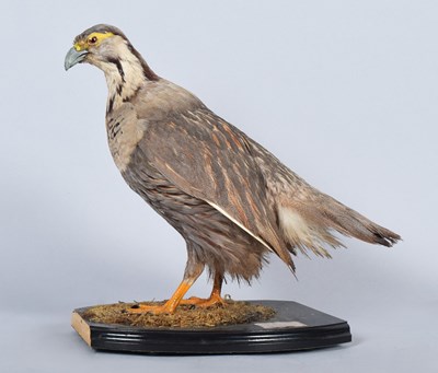 Lot 42 - Taxidermy: Himalayan Snowcock (Tetraogallus...