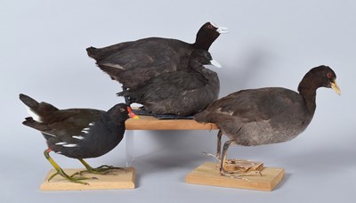 Lot 5 - Taxidermy: A Pair of Common Coots a Moorhen...