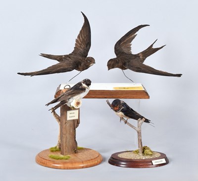 Lot 64 - Taxidermy: A Pair of Common Swifts, House...
