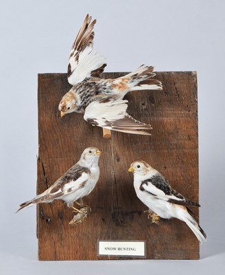 Lot 23 - Taxidermy: A Trio of Snow Buntings...