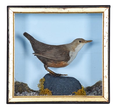 Lot 12 - Taxidermy: A Cased White-throated Dipper...