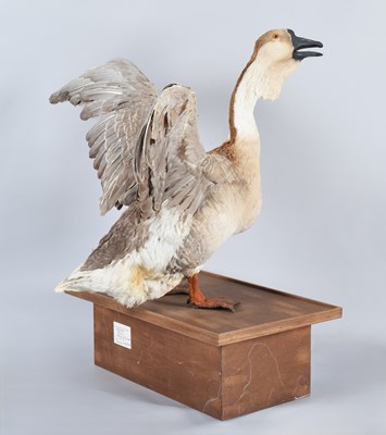 Lot 70 - Taxidermy: African Goose (Anser cygnoides)...