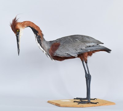 Lot 47 - Taxidermy: Goliath Heron (Ardea goliath), by...
