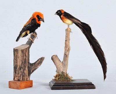 Lot 79 - Taxidermy: A Long-tailed Paradise Wydah Bird...