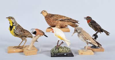 Lot 80 - Taxidermy: A Group of Various Foreign Birds,...