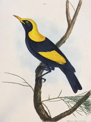Lot 70 - [Lewin (John William)]. [A Natural History of...