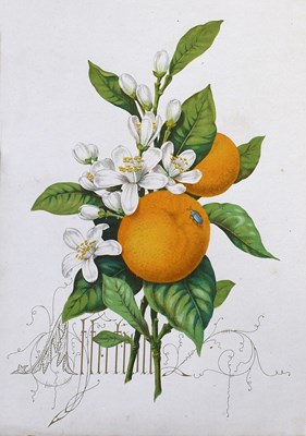 Lot 39 - Jones (Owen, illustrator). Fruits from the...