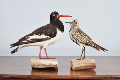 Lot 406 - Taxidermy: Oyster Catcher and a Grey Plover,...