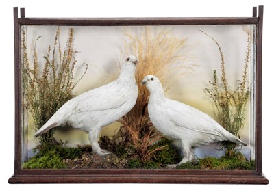 Lot Taxidermy: A Late Victorian Cased Pair of Rock...